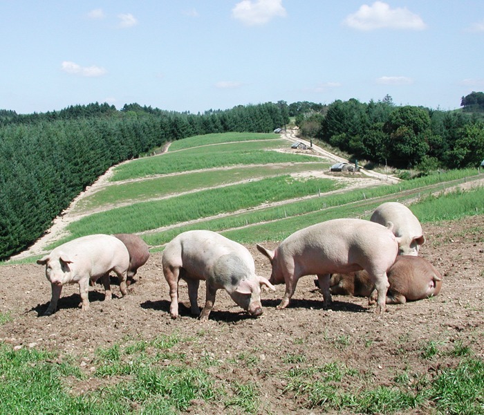 elevage porc fermeir d'auvergne