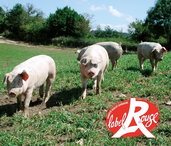 porc fermier d'auvergne dans un prés